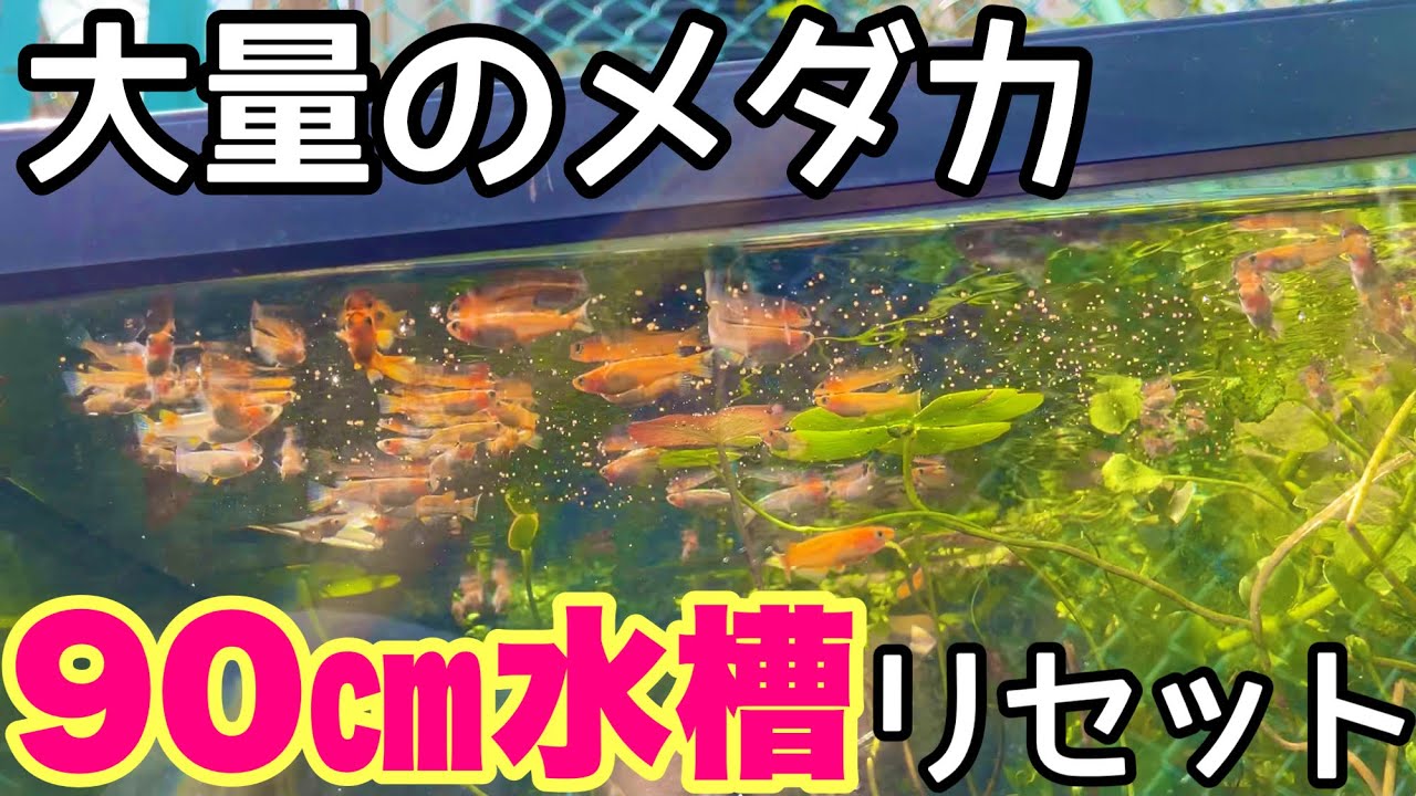1年放置した90㎝巨大メダカ水槽を完全リセット！中から色々な物が