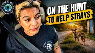 Riding Shotgun With Strays Featuring Emily Casso San Antonio Dog Rescuer!