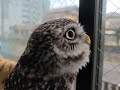 叫ぶフクロウ
