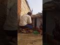 Morning Chicken Release – Watch Them Run! 🐔#youtubeshorts #viralvideo #shortsfeed #short #foryou