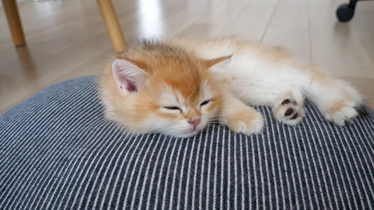 Cute kitten dozed off and fell asleep...