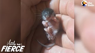 Littlest Baby Animal Grows Up To Be SO Cute | The Dodo Little But Fierce