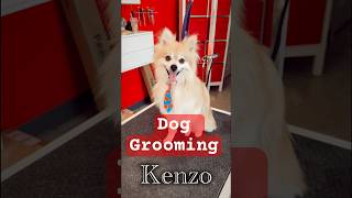 Finition de Kenzo la petite boule d’énergien 💙⚡️#dogs #doggrooming #toilettage #chiens #grooming