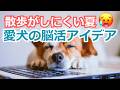 【散歩がしにくい夏💦】愛犬の脳活アイデア