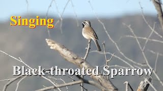 Black throated Sparrow Singing [No Narration]