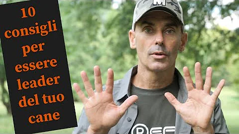 Come capire chi è il capobranco del cane?