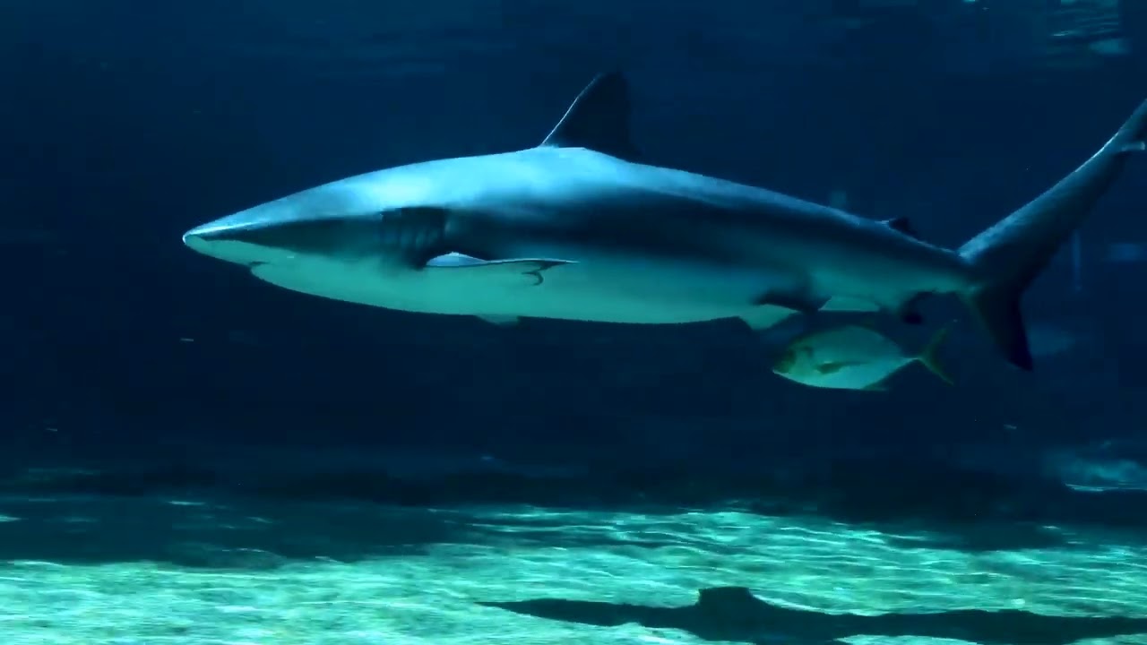 Sea World | World Ocean Day 2025