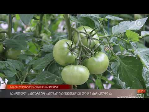 გორის მუნიციპალიტეტეში მდებარე სასათბურე მეურნეობა შეუფერხებლად განაგრძობს მუშაობას