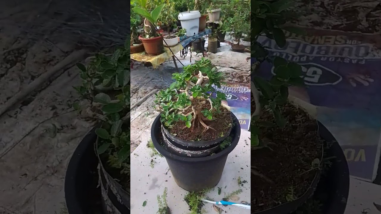 good morning bonsai #planetebonsai #bonsaitree #ytshorts