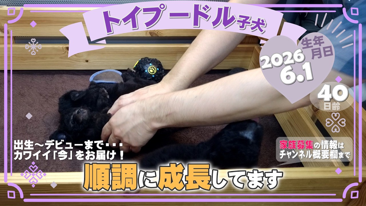 トイプードル子犬｜2026.6.1生（40日齢）｜グレー｜女の子・男の子