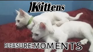 Kittens Pleasure Moments | Cute Funny Kittens | Funny cat videos