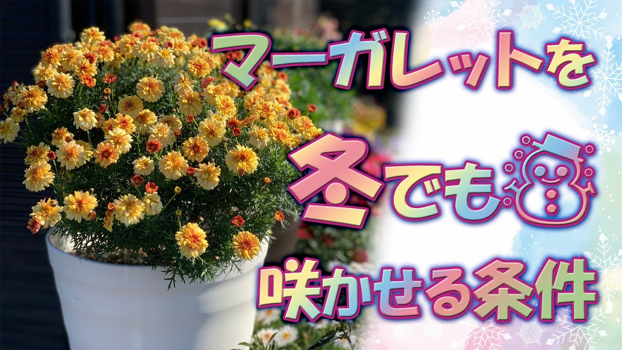 真冬でも満開になります マーガレットを冬の間も咲かせ続ける方法教えます Youtube