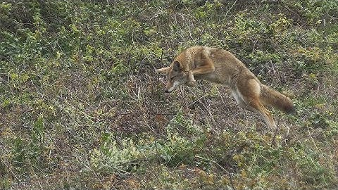 Coyote on Gopher Patrol: Not for the Squeamish