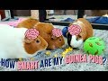 How smart is my guinea pig  guineadad vlog