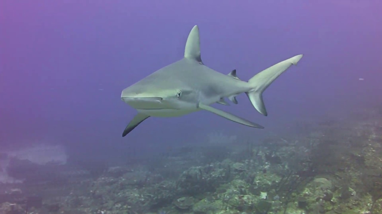 Beautiful Grey Reef Sharks in St Kitts YouTube