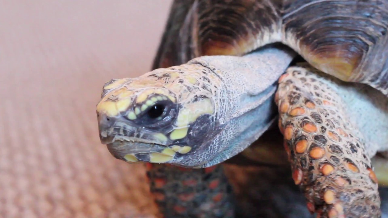 Gibby The Trained Tortoise Youtube