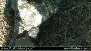 Trapping Turtles with John Chagnon using Tomahawk