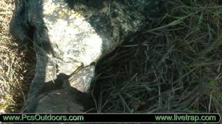 Trapping Turtles with John Chagnon using Tomahawk's 410 Repeating Turtle Trap