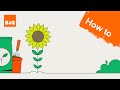 How to grow a sunflower