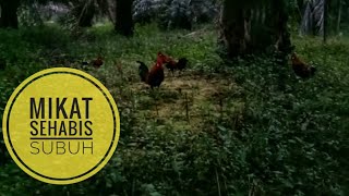 Gelap nya pagi pagi,,sudah mendapatkan AYAM HUTAN