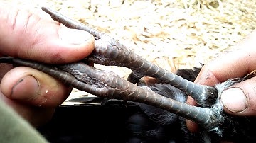 (txawv heev) hnub no tua tau 1 tug qaib qus txhais taw txawv heev