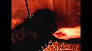 George is a black lab.  This is day 2 at the rescue.