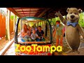 Tampa Zoo at Lowry Park Tour (ZooTampa)