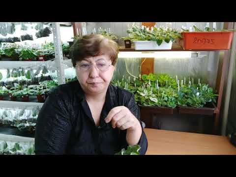 Загущение центра у фиалок.Причины и что делать.