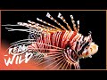 The Red Lionfish of Cayman Islands | 1000 Days for the Planet | Real Wild