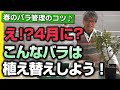 【バラの育て方】春のバラ管理のコツ♪え！？4月に？こんなバラは植え替えしよう！（2022年4月8日）