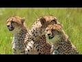 How Cheetahs Survive in the Forest | Full Life Cycle Explained