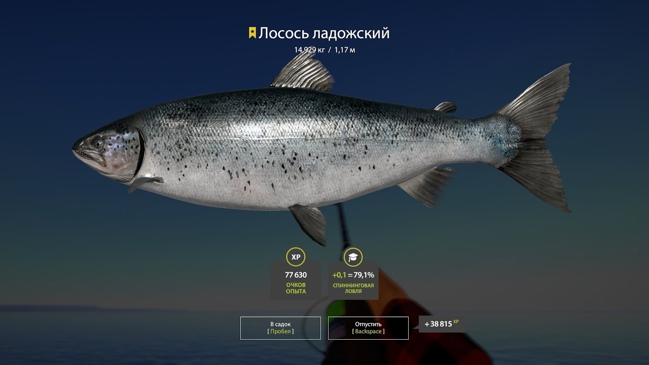 Ладожский лосось