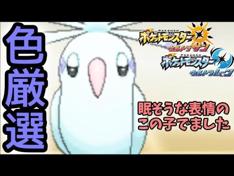 11 Usum オドリドリの色違い綺麗 国際孵化でできるゴースト色厳選の旅 Youtube