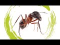 Телепортация муравьёв Атта