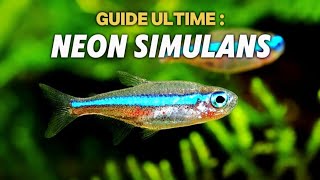 Guide Ultime : Le Néon Simulans