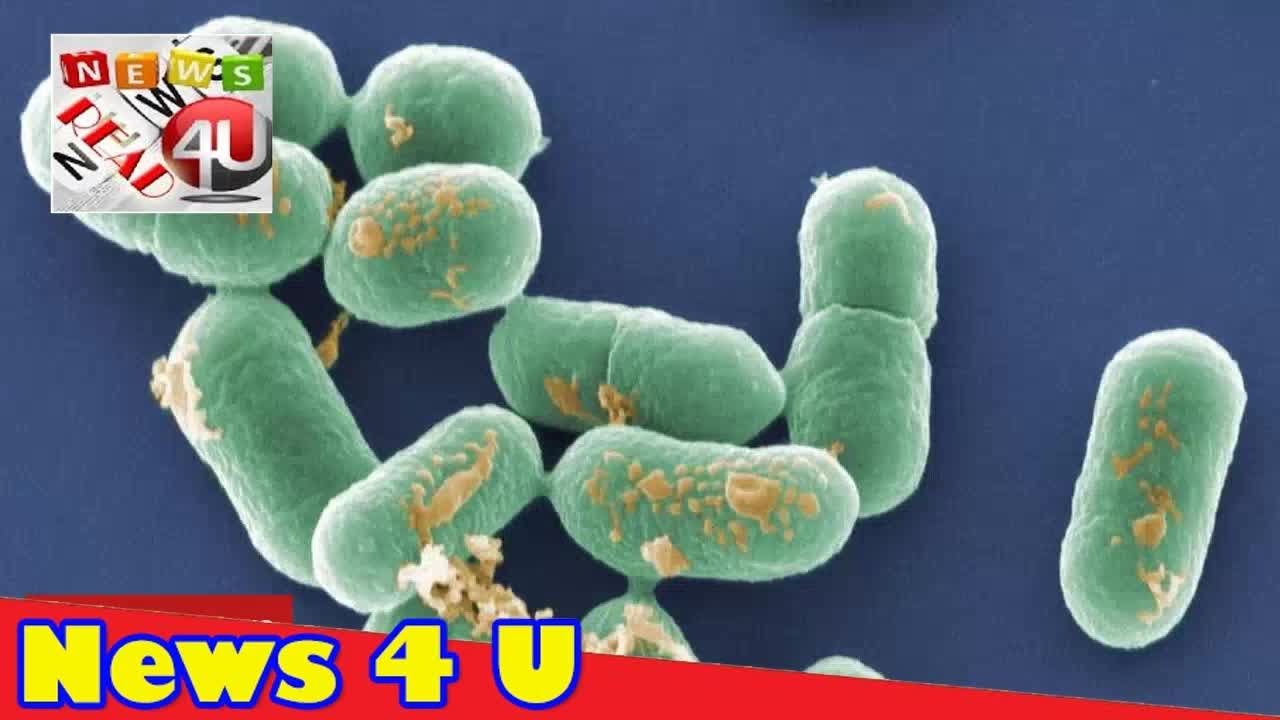 Листерии И Листериоз Симптомы У Человека Фото – Telegraph