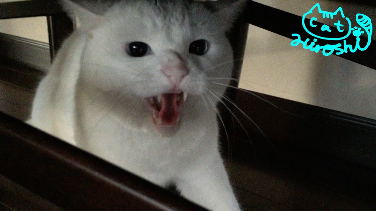 怒猫 チロ 超ご機嫌斜め 強烈猫パンチ こりゃ白いトラだ Youtube