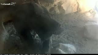 Кондорёнок и мама вернулись в пещеру после полета 🦅🏜 Condor Chick & Mum Back in Cave after Fledging
