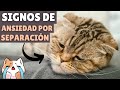 Descúbrelos ➡️ 9 signos de ANSIEDAD POR SEPARACIÓN en los gatos (y cómo AYUDARLOS)