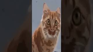 Affectionate cats 😂 #shorts Cool Funny video by CUCUMBE