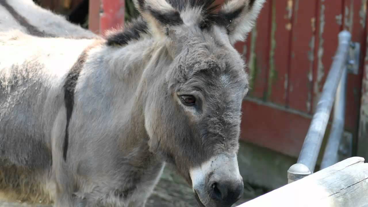 ¿Cómo se llama el grito de un burro