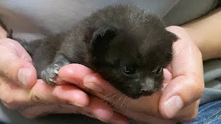 後ろ足を大怪我している赤ちゃん猫を保護
