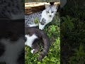 Cute cats #cat #cute #kitten #cutecat #catshorts #meow