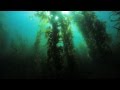 Catalina scuba diving at the Casino Point Dive Park - YouTube