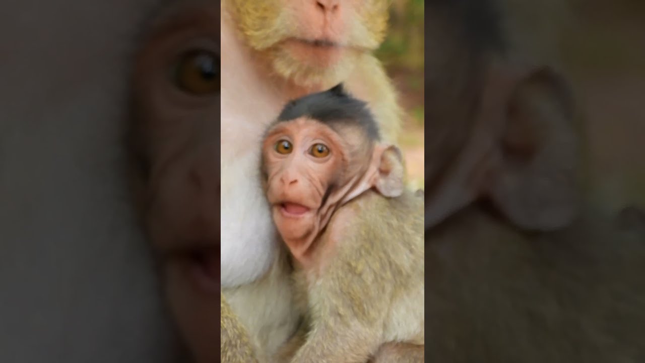 Adorable Baby Monkey Bobby Feels Sleepy