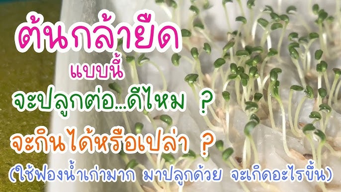 ผักสลัดต้นยืด หน้าฝน ฟ้าปิด ไม่มีแดด ป้องกันยังไงดี มีคำตอบ #ไฮโดรโปนิกส์ -  Youtube