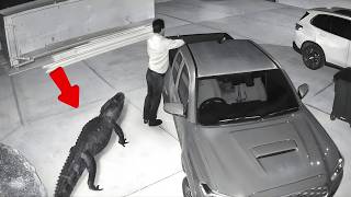When Nature Fights Back - Animals Invading Cities Caught on Camera