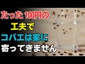 殺虫剤なし・たった100円で小バエを防ぐ 暮らしと科学のやさしい知恵