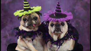 Best Pug Halloween Costumes