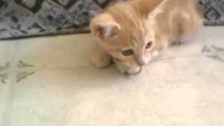 Kitten angry but cute,defends hair tie.